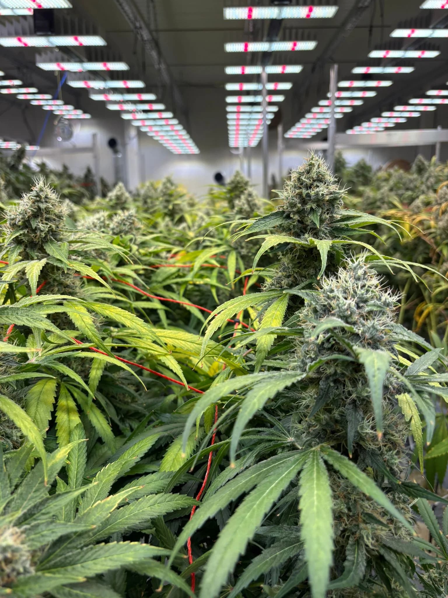 CSC Heimathanf Plantage